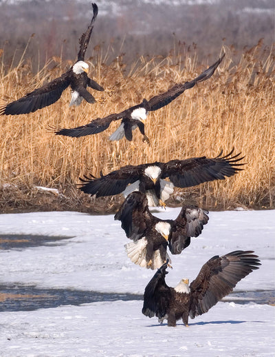 Illustrated Bald Eagle: The Ultimate Reference Guide for Bird Lovers, Woodcarvers, and Artists (Fox Chapel Publishing) Detailed Drawings & Measurements (Denny Rogers Visual Reference)