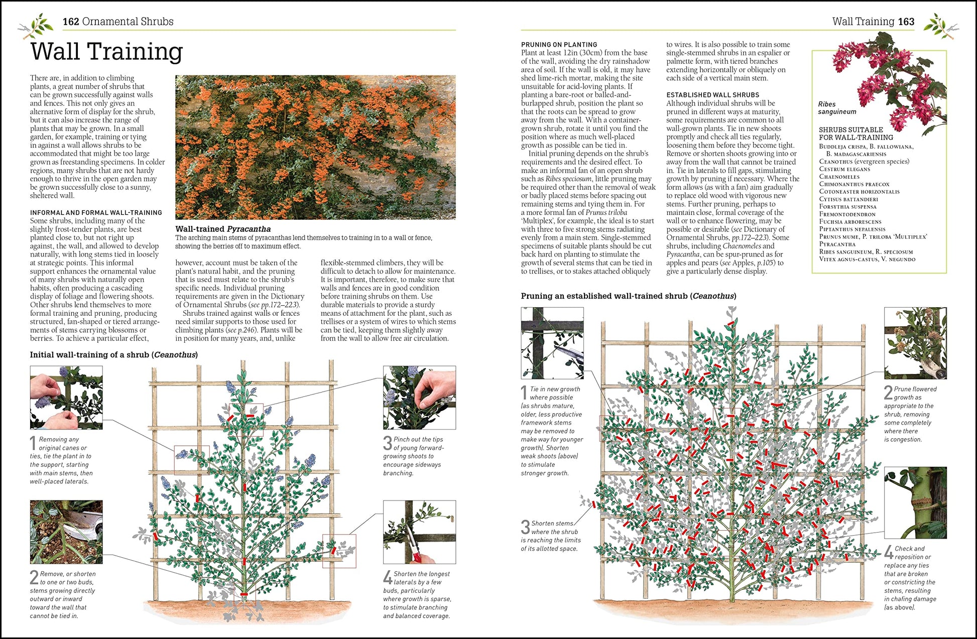 Pruning and Training, Revised New Edition: What, When, and How to Prune