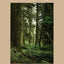 The Healing Magic of Forest Bathing: Finding Calm, Creativity, and Connection in the Natural World