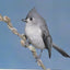 The Bird Feeder Book: Attracting, Identifying, Understanding Feeder Birds