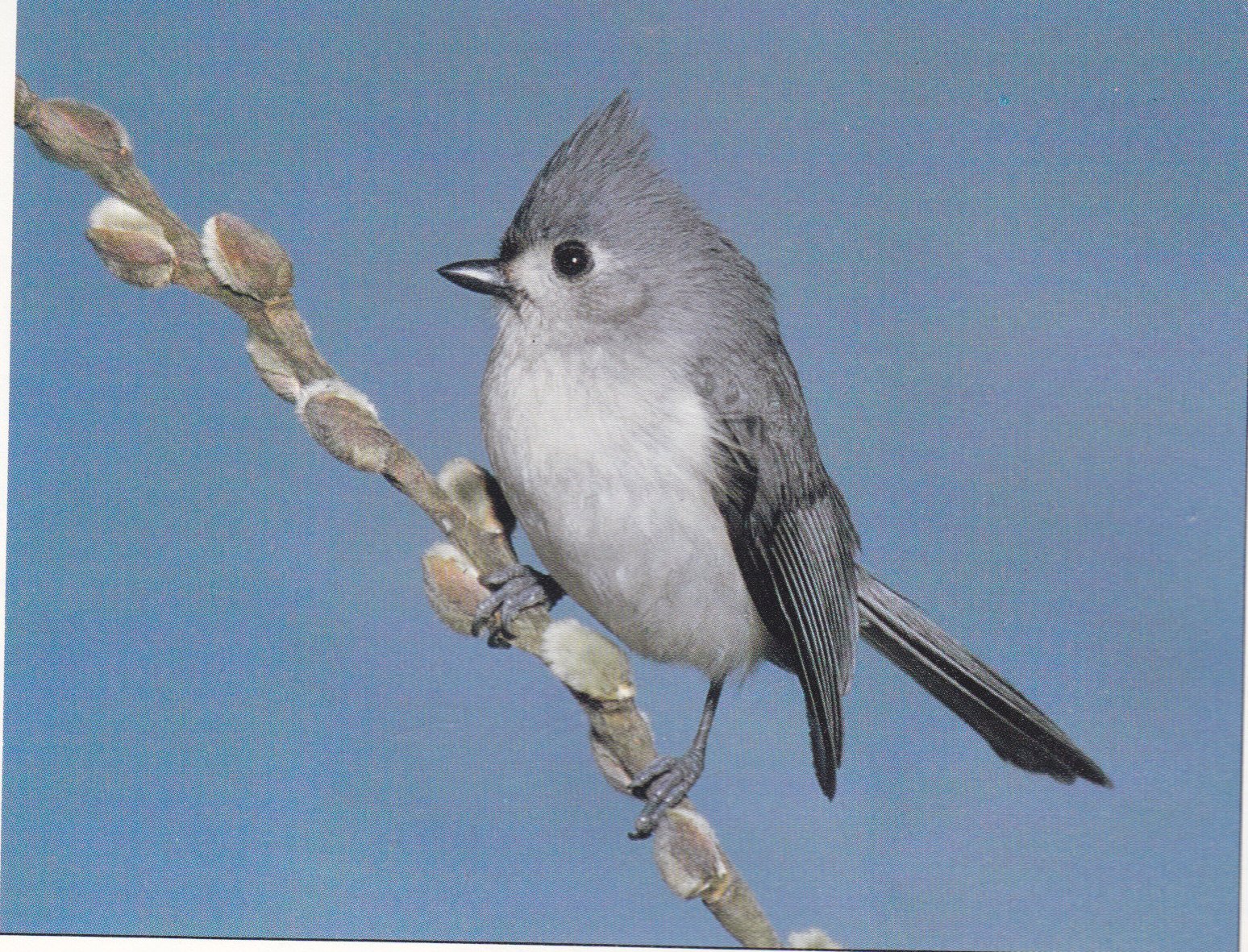 The Bird Feeder Book: Attracting, Identifying, Understanding Feeder Birds