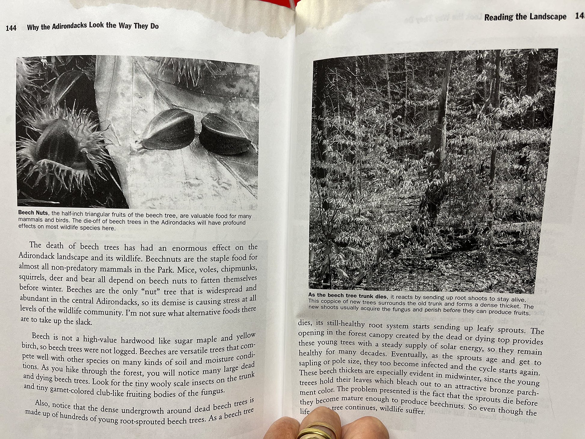 Why the Adirondacks Look the Way They Do: A Natural History