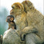 Not So Different: Finding Human Nature in Animals