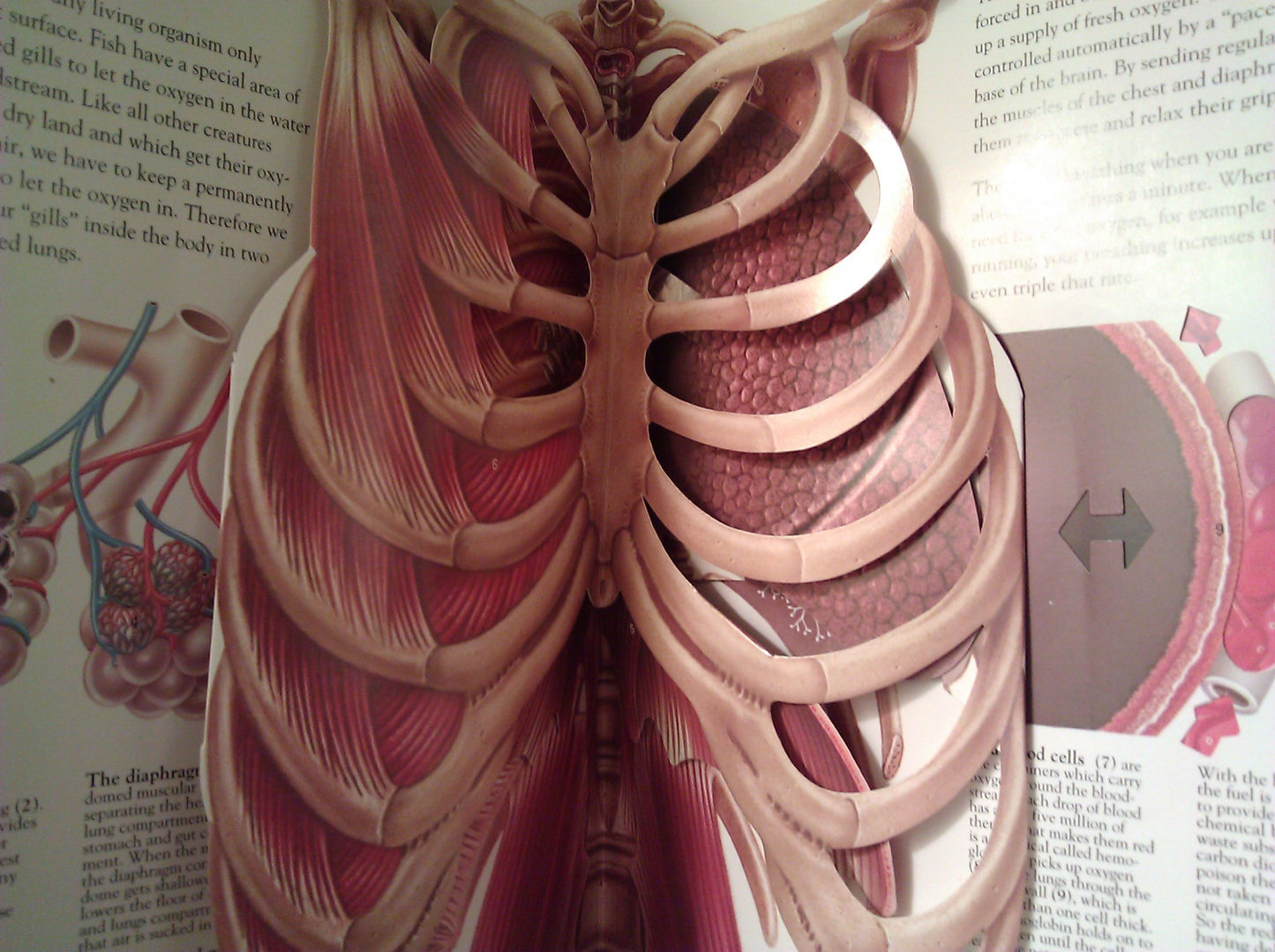 The Human Body: Revised Edition The Classi Three Dimensional