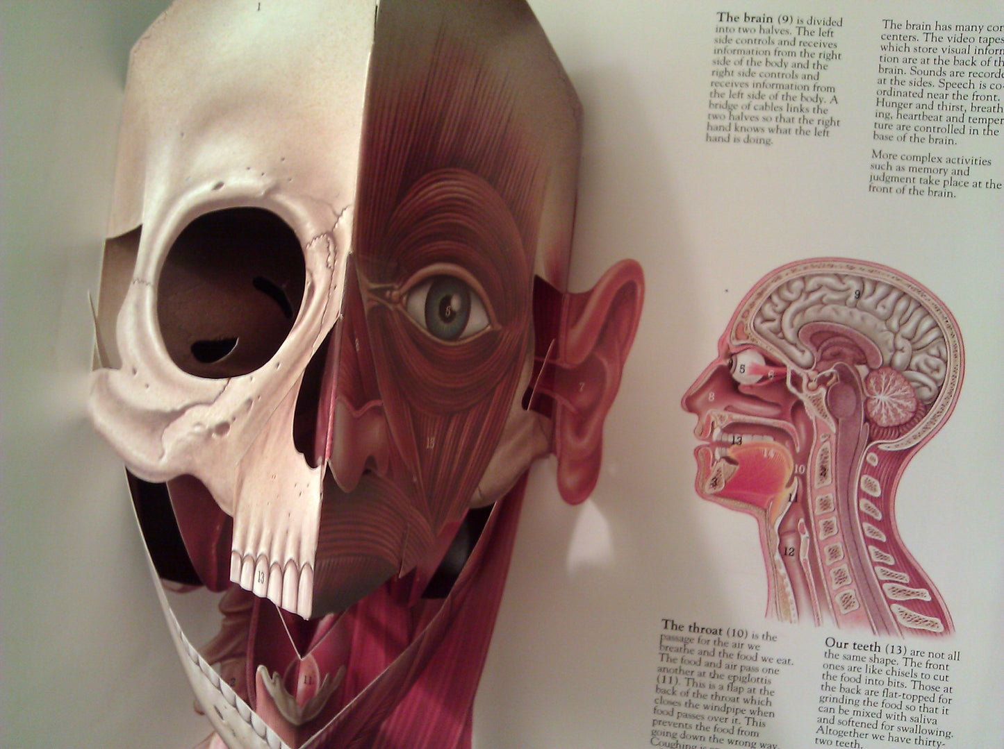 The Human Body: Revised Edition The Classi Three Dimensional