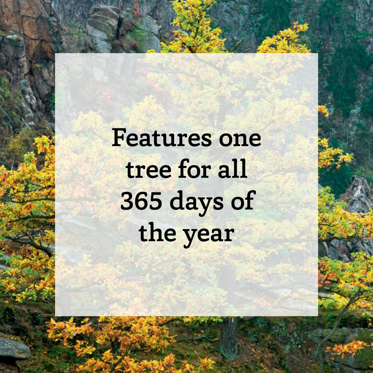A Tree a Day