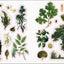 The Botanist's Sticker Anthology