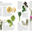 DK Encyclopedia of Herbal Medicine: 550 Herbs Loose Leaves and Remedies for Common Ailments