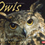 Owls (Animal Predators)