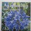 Agapanthus for Gardeners