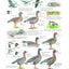 Field Guide to the Birds of North America