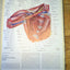 Musculoskeletal System, Part 1: Anatomy, Physiology, and Metabolic Disorders (NETTER COLLECTION OF MEDICAL ILLUSTRATIONS)
