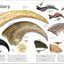 The Dinosaur Book by DK