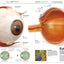 Knowledge Encyclopedia Human Body!: Human Anatomy as You've Never Seen It Before