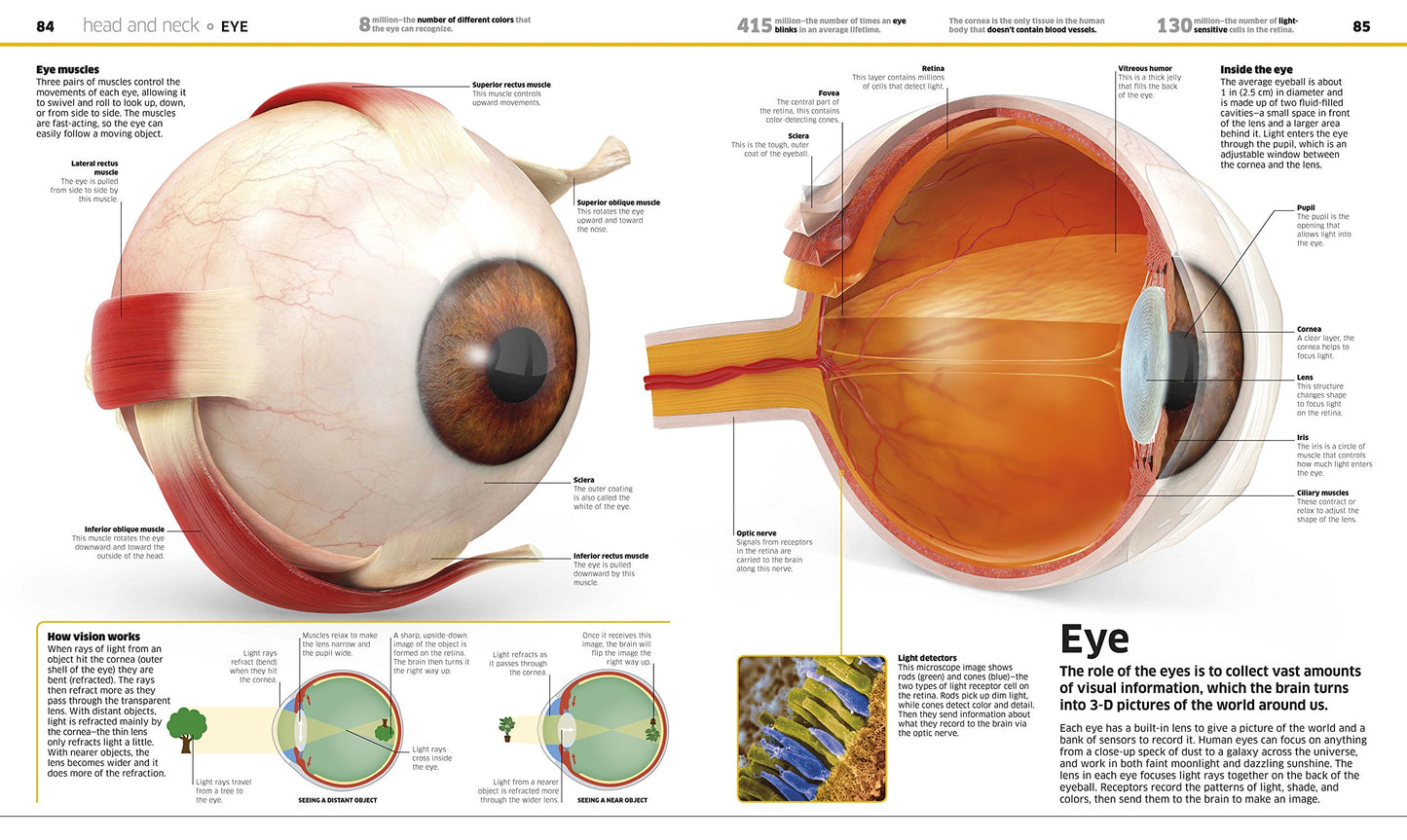 Knowledge Encyclopedia Human Body!: Human Anatomy as You've Never Seen It Before
