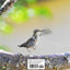 First Flight: A Mother Hummingbird's Story