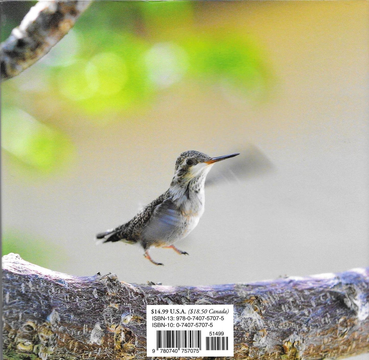 First Flight: A Mother Hummingbird's Story