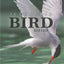 Icelandic Bird Guide: Appearance, Way of Life, Habitat