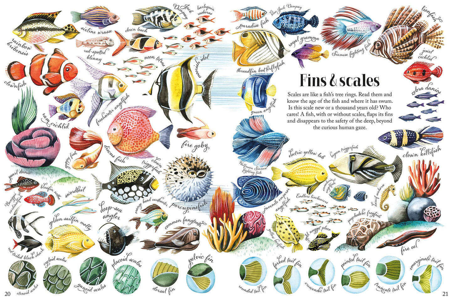 Shapes and Patterns in Nature (Nature's Wonderful Colors, 3)
