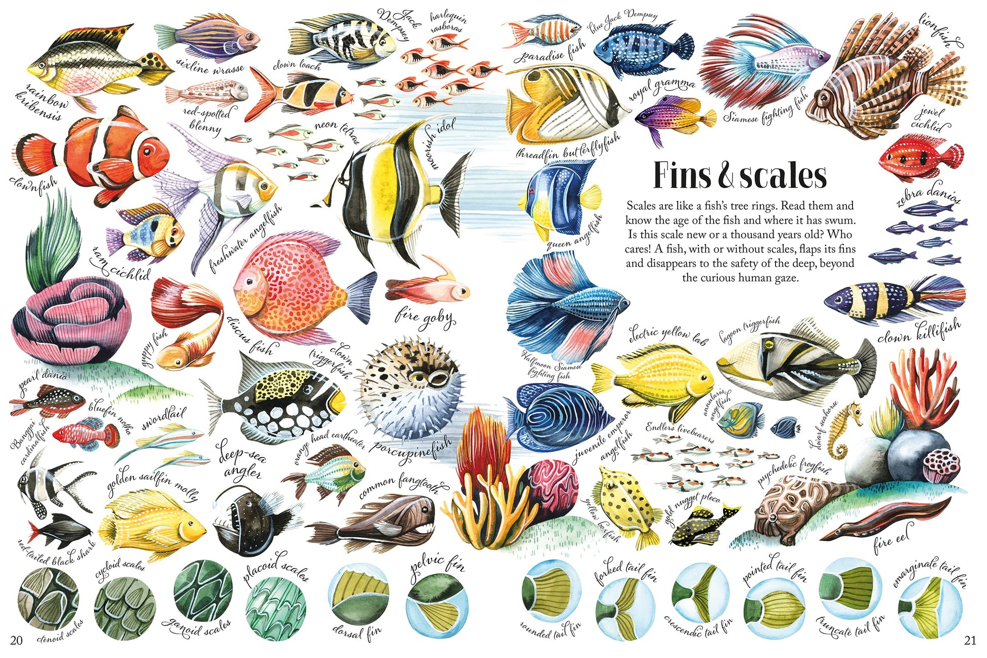 Shapes and Patterns in Nature (Nature's Wonderful Colors, 3)
