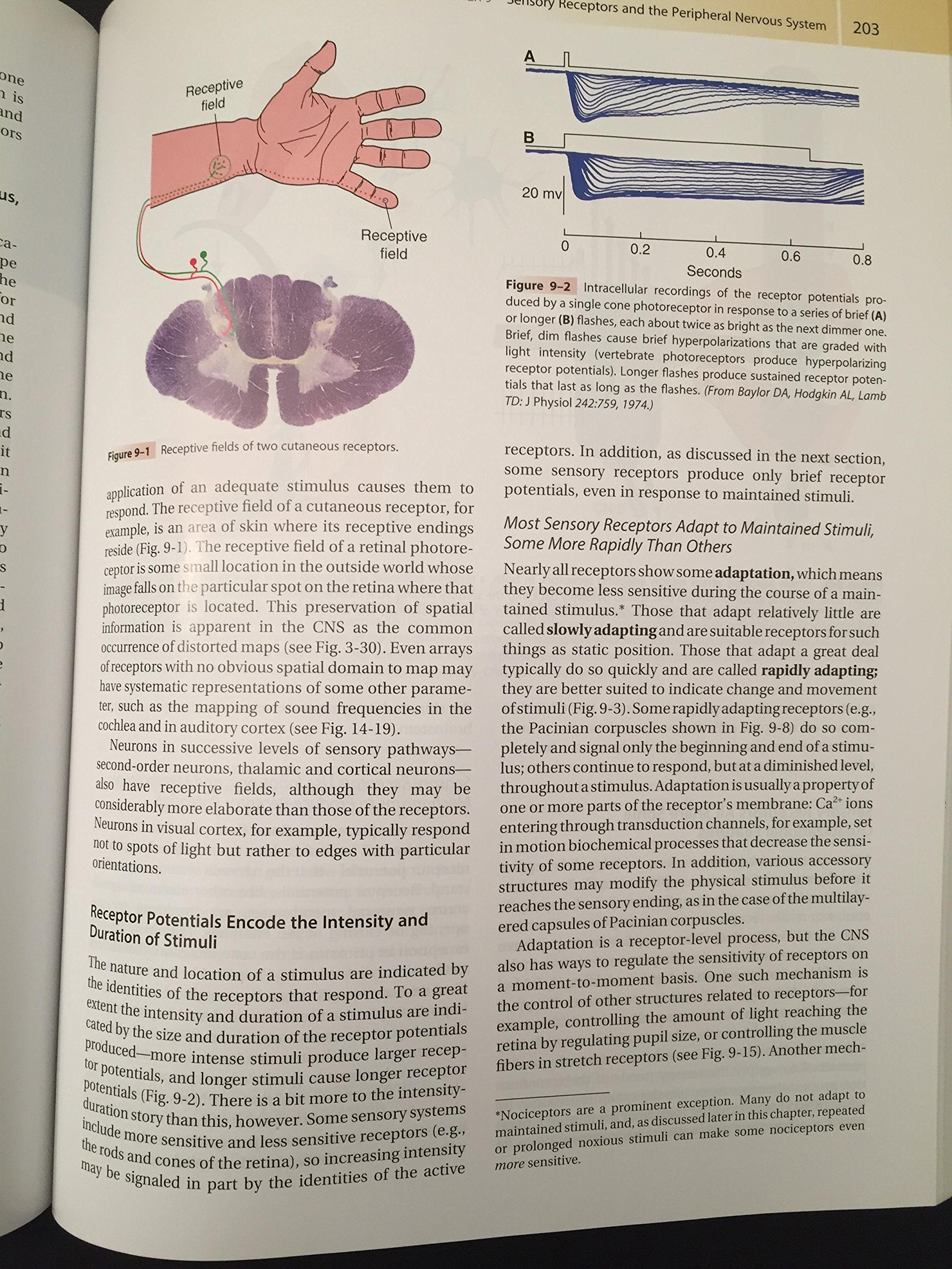 The Human Brain: An Introduction to Its Functional Anatomy