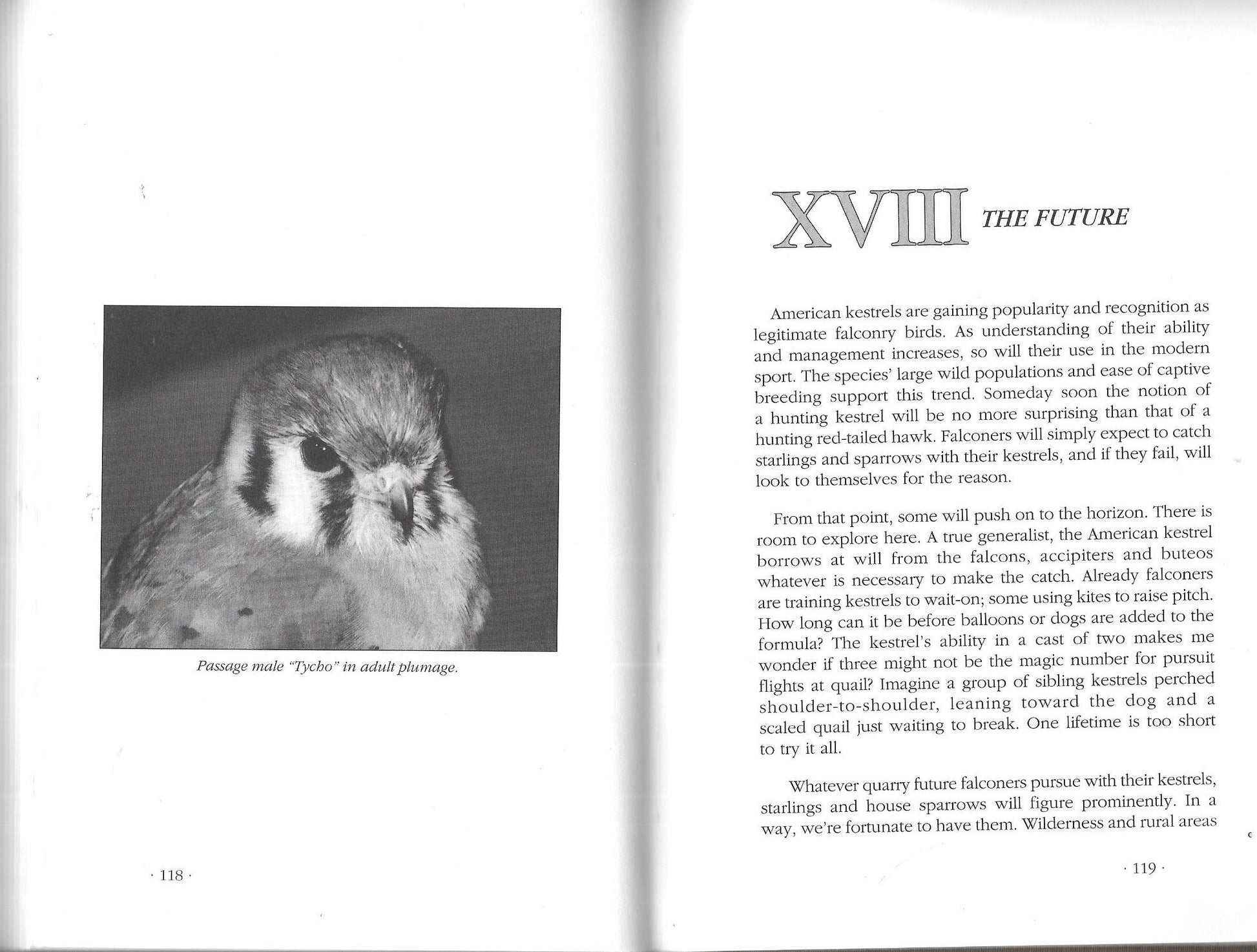 American Kestrels in Modern Falconry