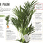 How Not to Kill Your Houseplant: Survival Tips for the Horticulturally Challenged