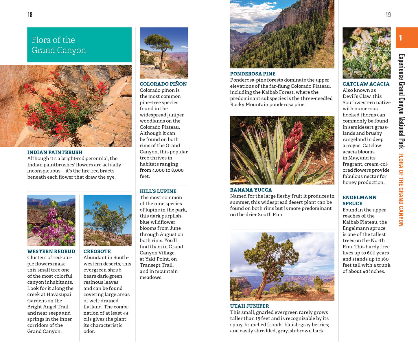 Fodor's InFocus Grand Canyon (Full-color Travel Guide)