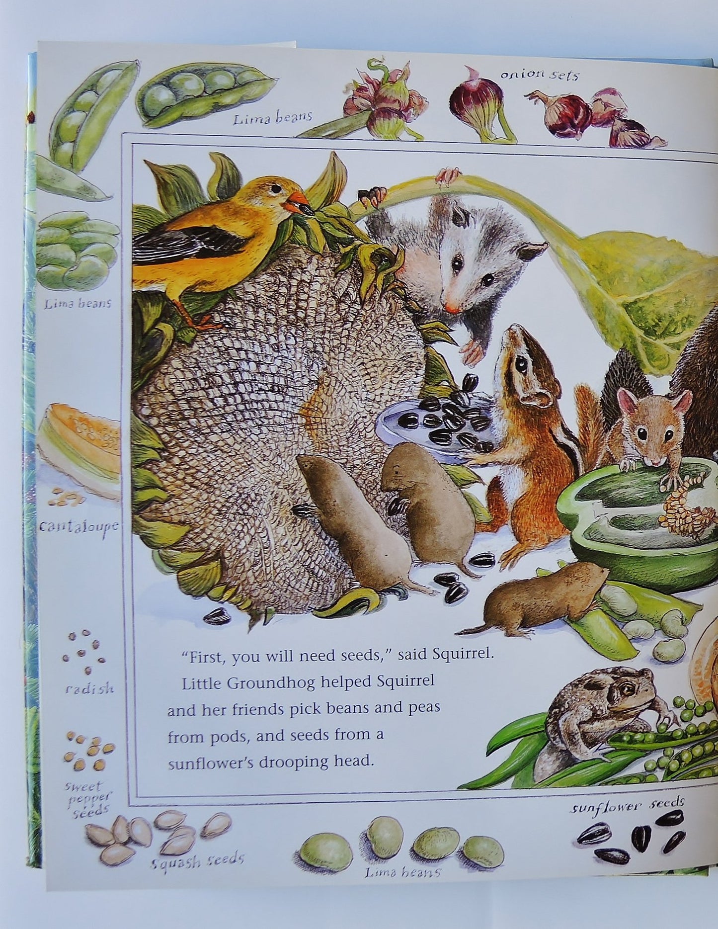 How Groundhog's Garden Grew by Cherry, Lynne