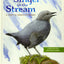 The Singer in the Stream: A Story of American Dippers
