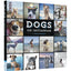 Dogs on Instagram