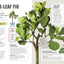 How Not to Kill Your Houseplant: Survival Tips for the Horticulturally Challenged