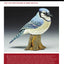 Backyard Birds: Learn How to Carve and Paint 5 Beautiful Songbirds