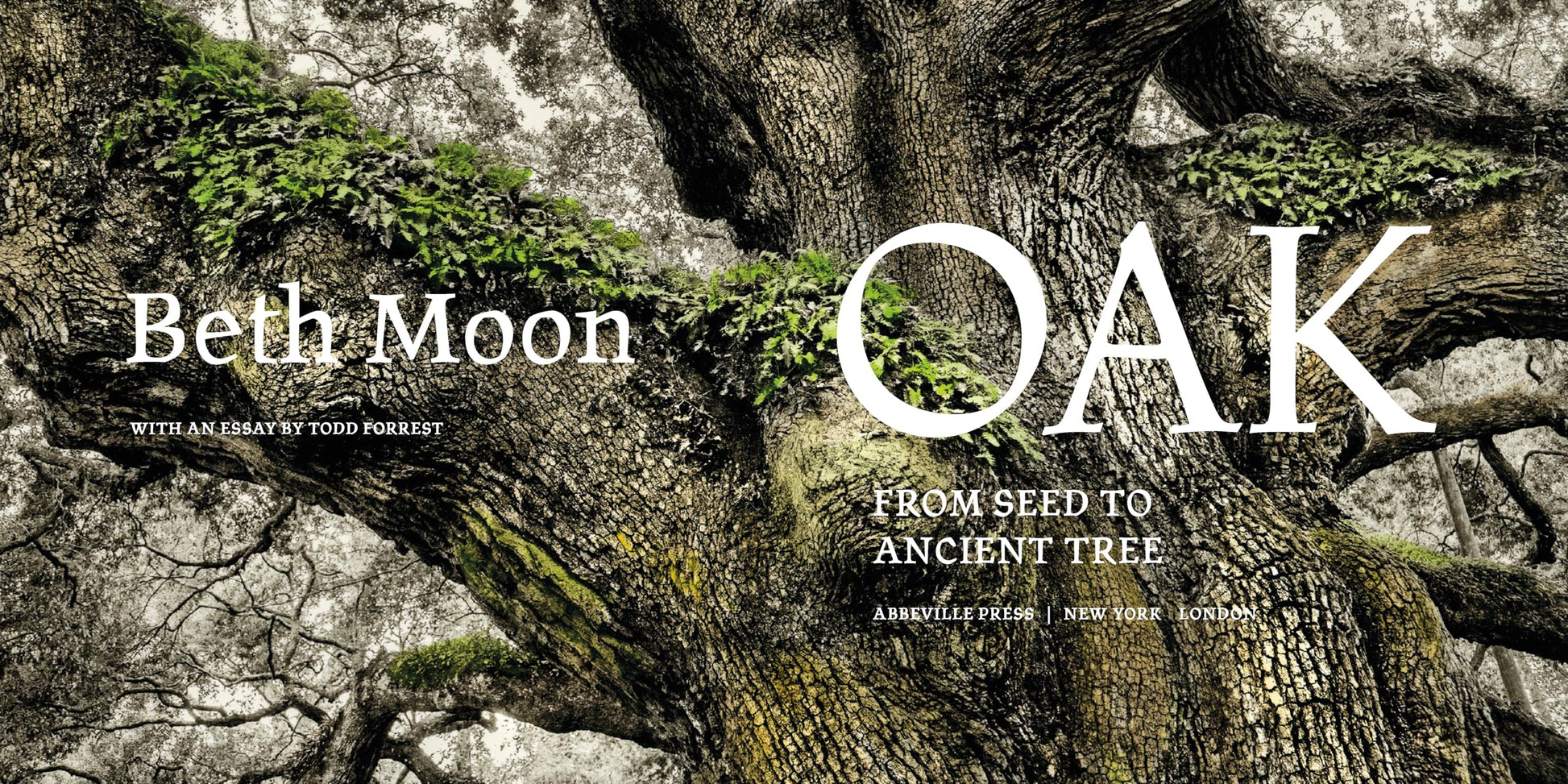 Oak: From Seed to Ancient Tree