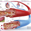 Knowledge Encyclopedia Human Body!: Human Anatomy as You've Never Seen It Before