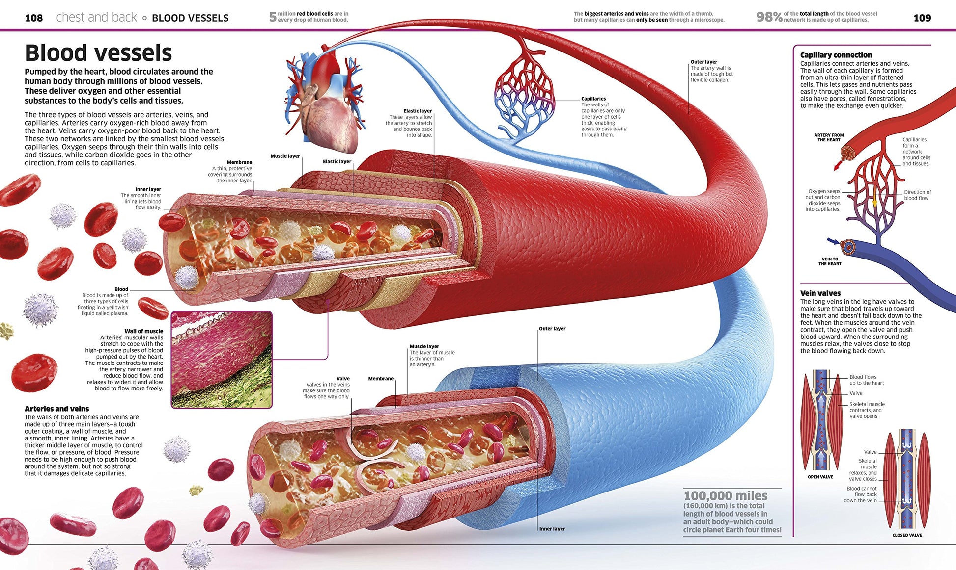 Knowledge Encyclopedia Human Body!: Human Anatomy as You've Never Seen It Before