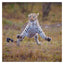 2025 Comedy Wildlife Photography Awards Wall calendar: Plastic Free Packaging