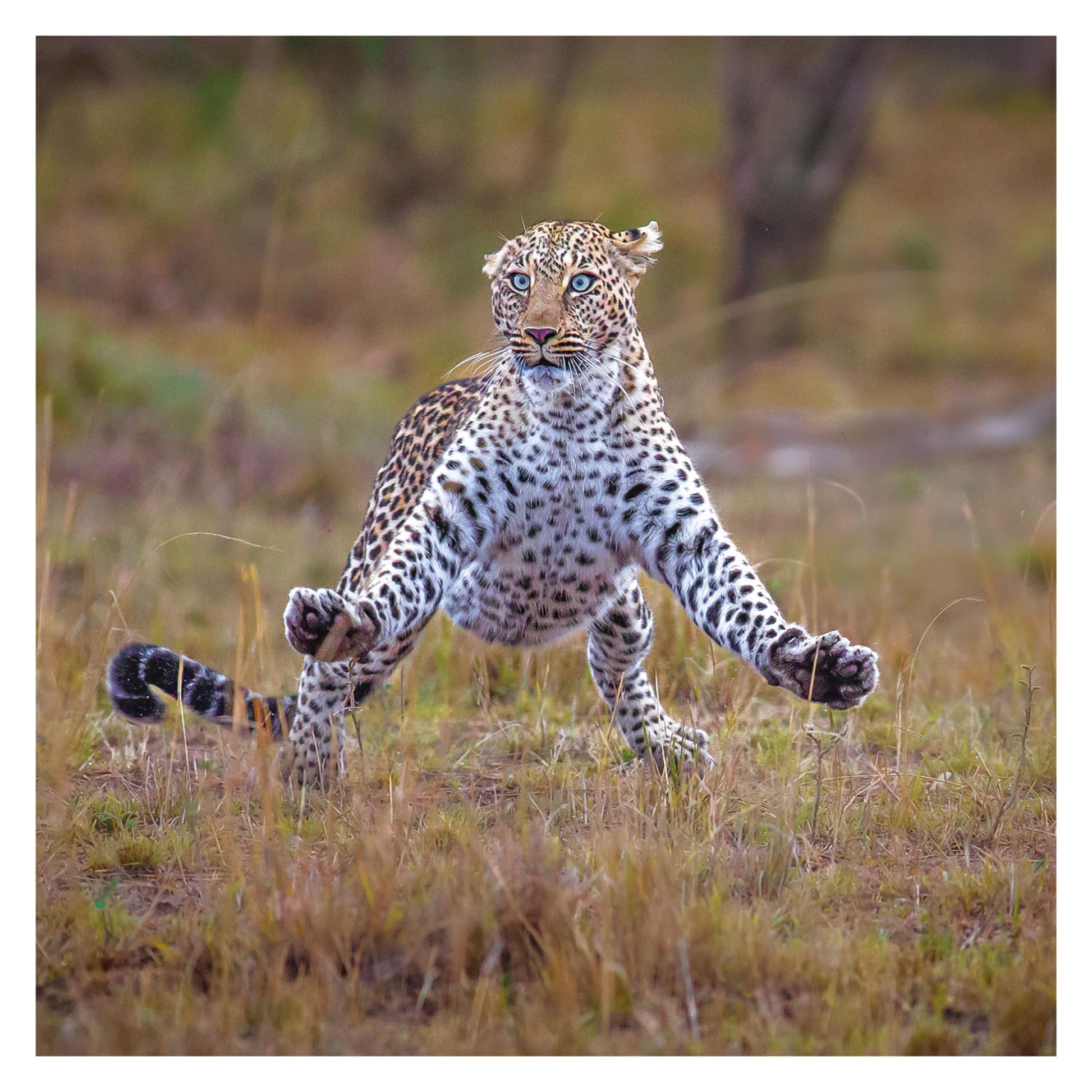 2025 Comedy Wildlife Photography Awards Wall calendar: Plastic Free Packaging