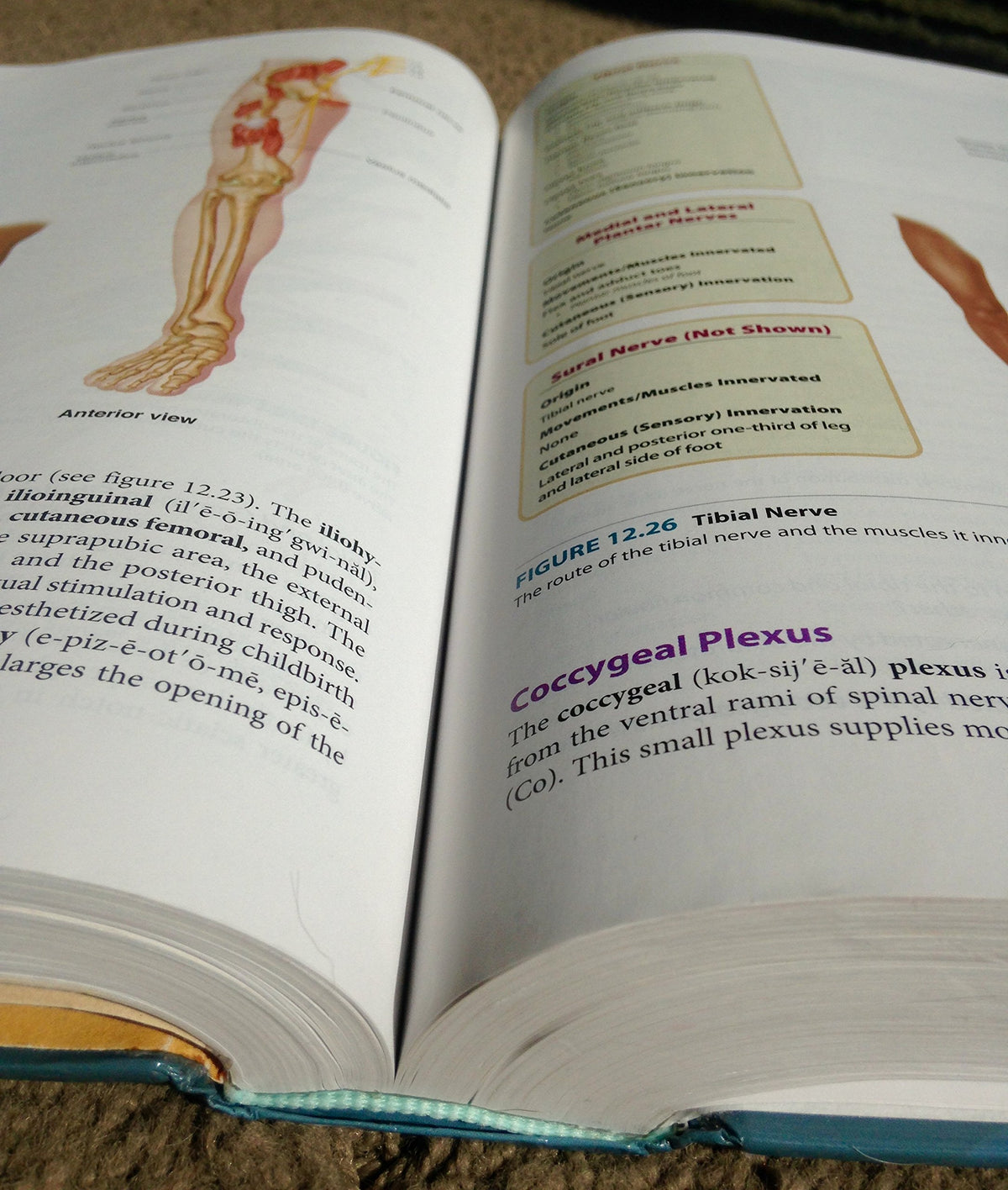 Seeley's Anatomy & Physiology