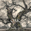 Oak: From Seed to Ancient Tree