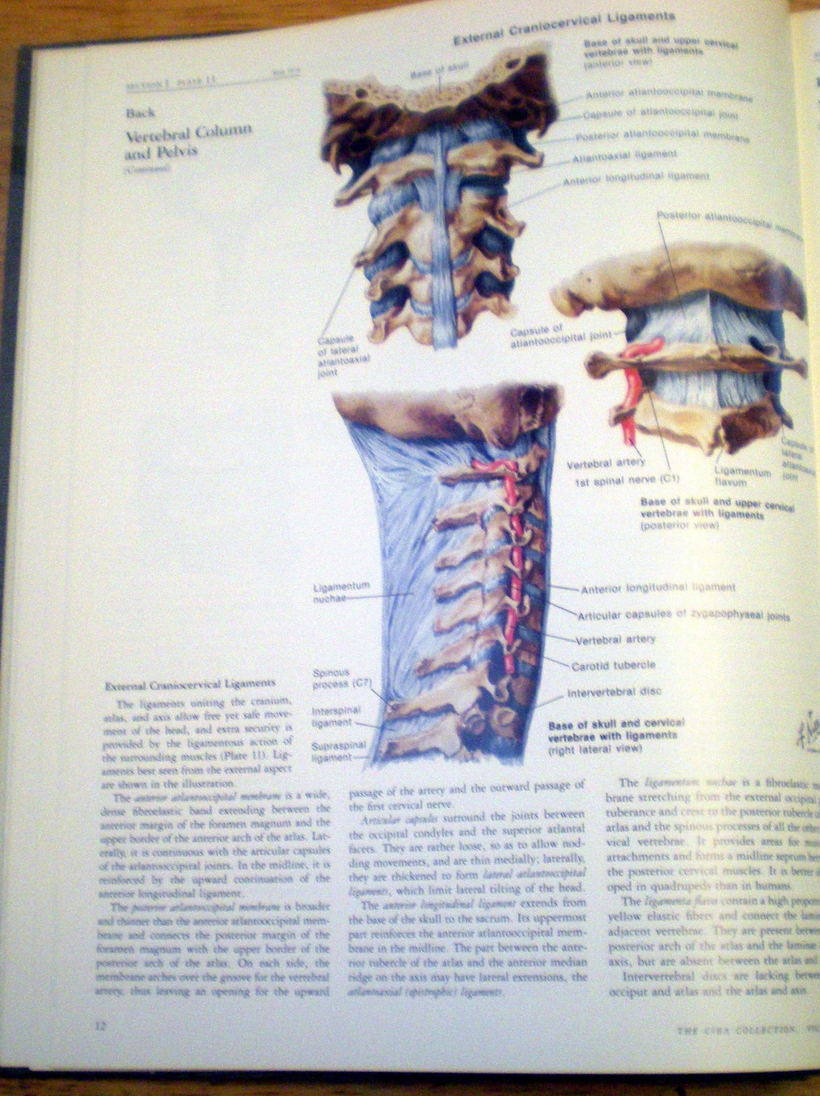 Musculoskeletal System, Part 1: Anatomy, Physiology, and Metabolic Disorders (NETTER COLLECTION OF MEDICAL ILLUSTRATIONS)