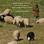 That Sheep May Safely Graze: Rebuilding Animal Health Care in War-Torn Afghanistan (New Directions in the Human-Animal Bond)