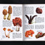 Non-Flowering Plants; Ferns, Mosses, Lichens, Mushrooms and