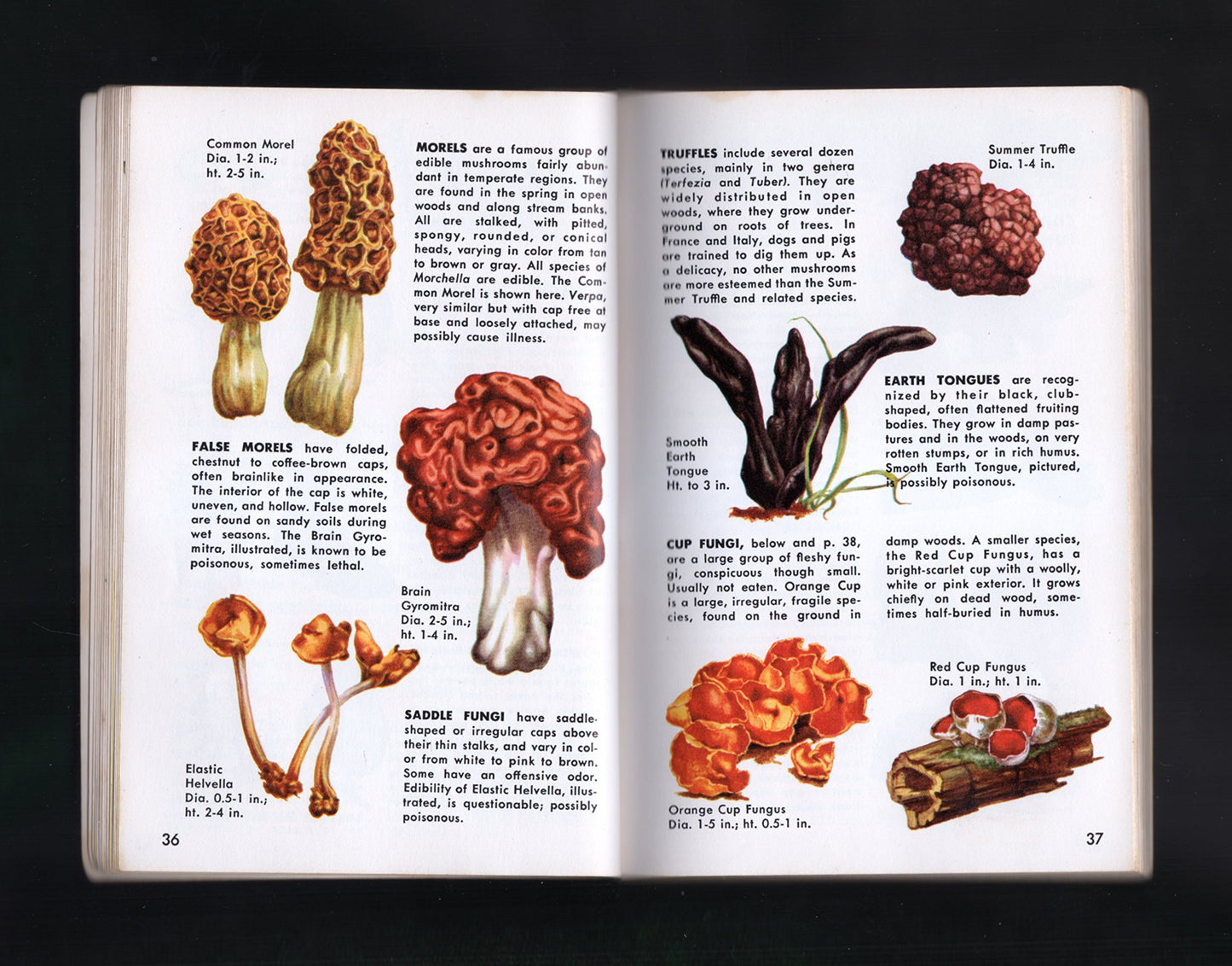 Non-Flowering Plants; Ferns, Mosses, Lichens, Mushrooms and