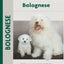 Bolognese (Comprehensive Owner's Guide)