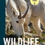 Wildlife of the Pacific Northwest: Tracking and Identifying Mammals, Birds, Reptiles, Amphibians, and Invertebrates (A Timber Press Field Guide)