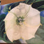 Georgia O'Keeffe: One Hundred Flowers by Nicholas Callaway