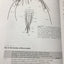 Borror and DeLong's Introduction to the Study of Insects