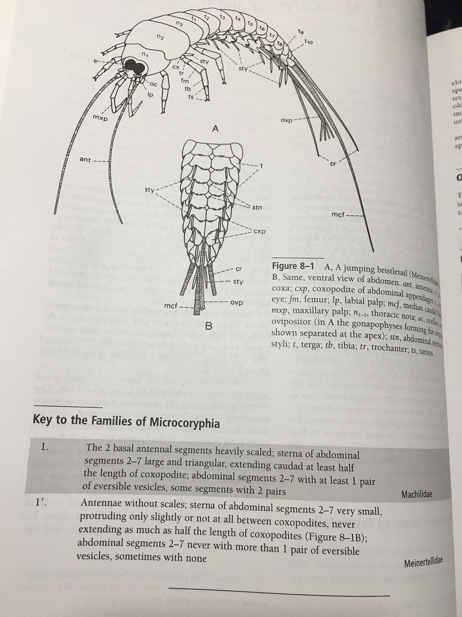 Borror and DeLong's Introduction to the Study of Insects