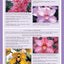 Home Gardener's Orchids: Selecting, Growing, Displaying, Improving and Maintaining Orchids (Creative Homeowner) (Specialist Guide)